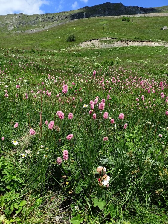 IMG20250725130040.jpg