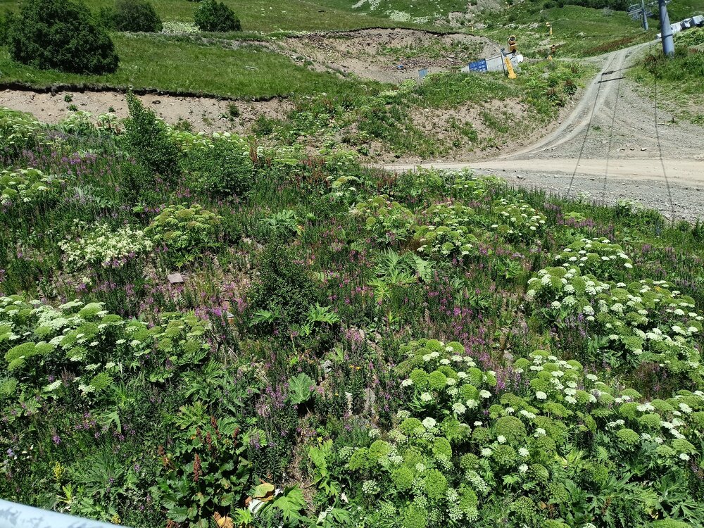 IMG20250725134209.jpg