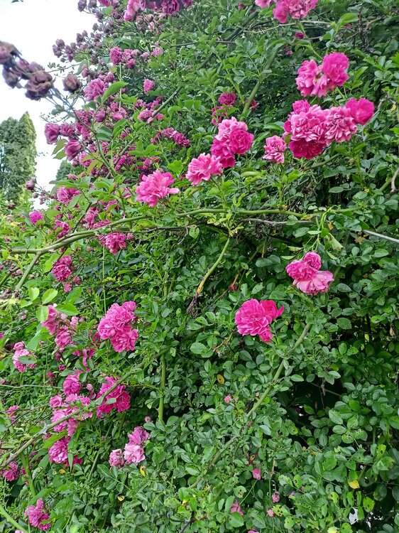 IMG20250726155928.jpg