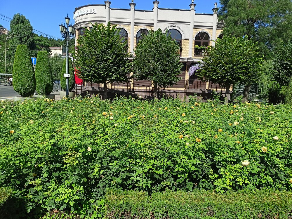 IMG20250727085335.jpg