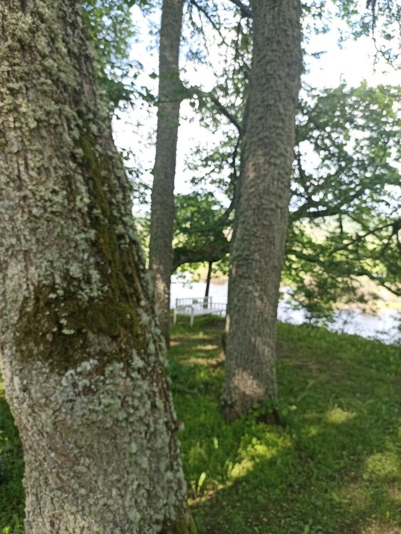IMG_20250613_154441.jpg