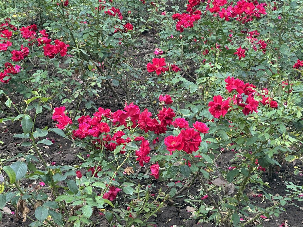 IMG_0103.jpeg