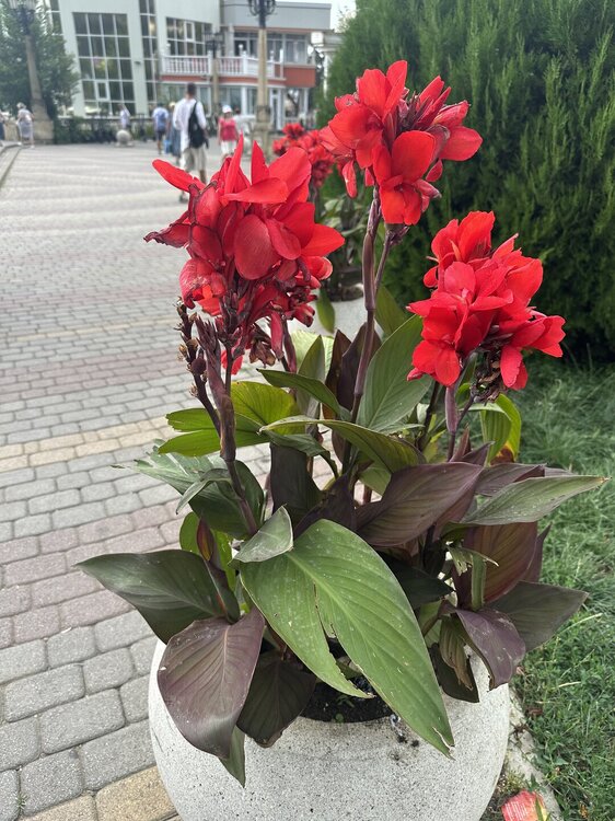 IMG_0336.jpeg