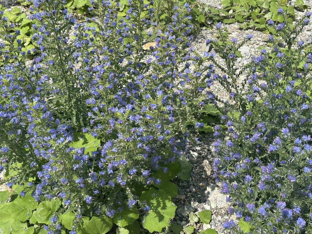 IMG_0454.jpeg