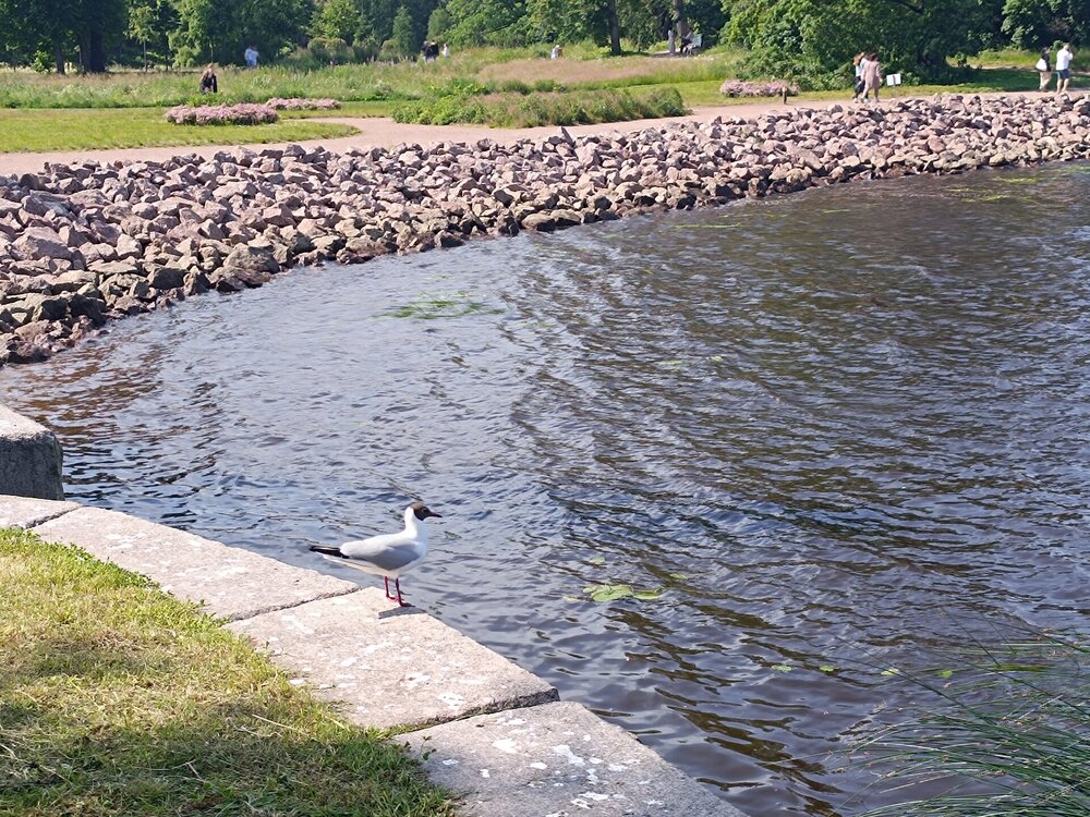 IMG_20250711_145901.jpg