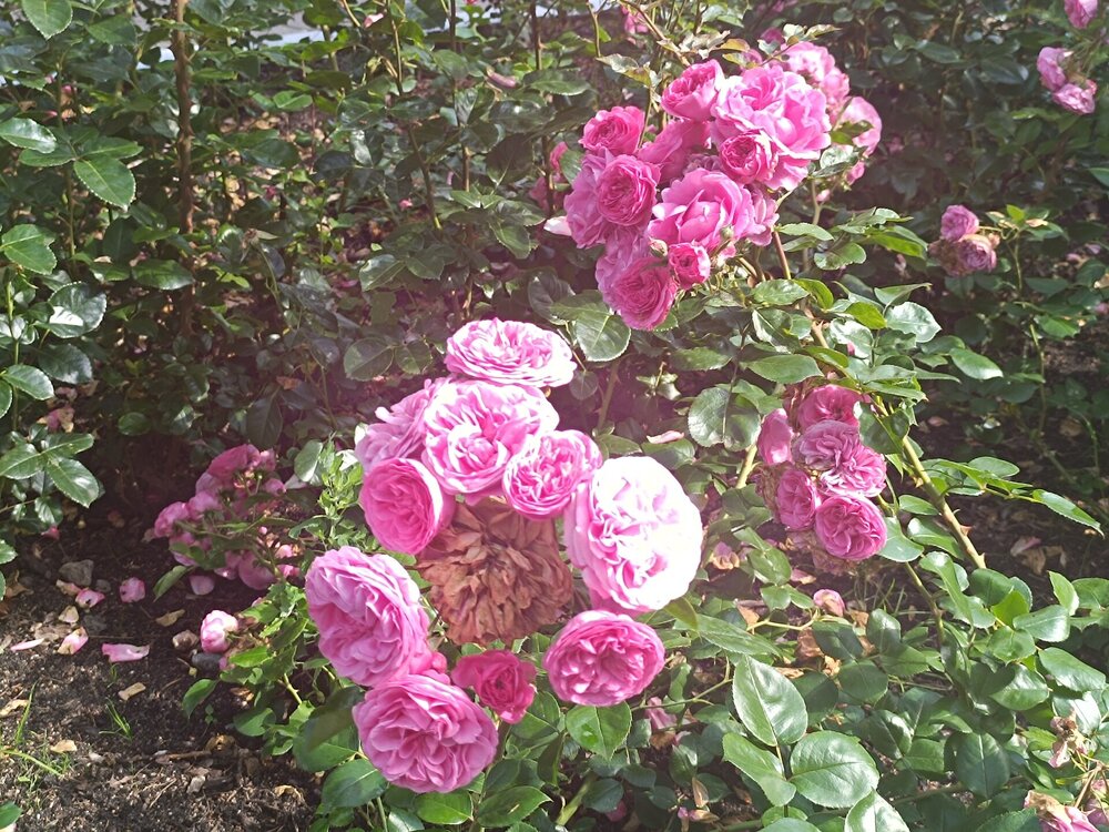 IMG_20250715_092412.jpg