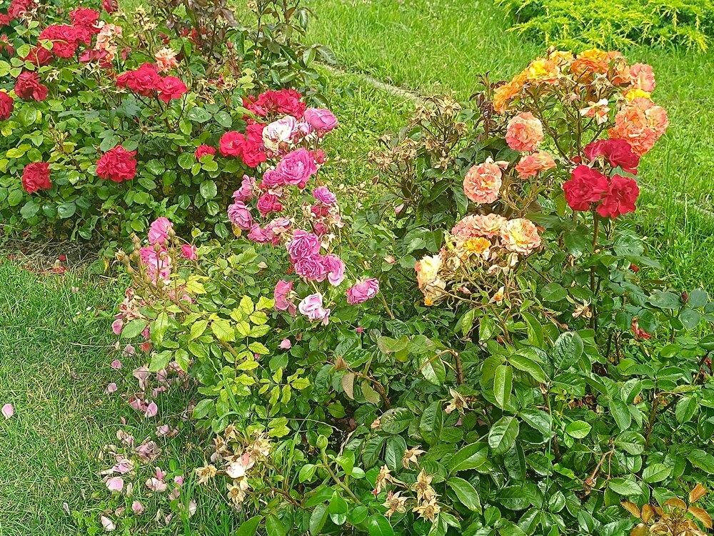 IMG_20250717_102637.jpg
