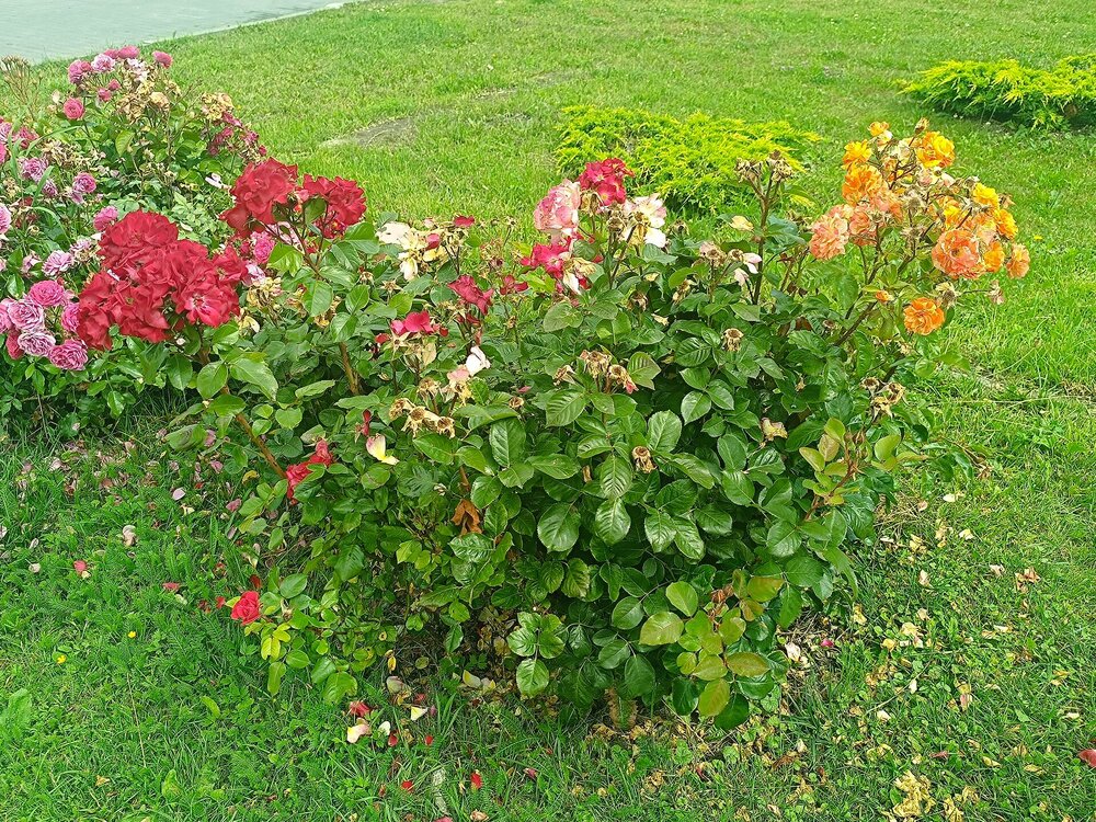 IMG_20250717_102653.jpg