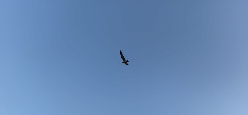 IMG_20250722_053429_2.jpg