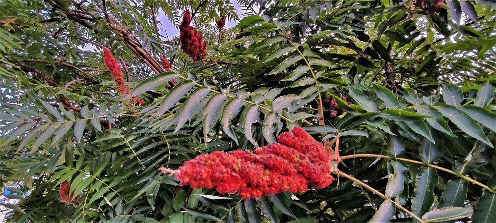 IMG_20250810_183017.jpg