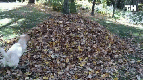 utro-oseni-30.gif