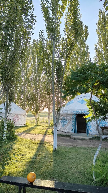 дыня.jpg