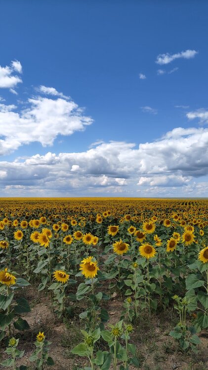 Подсолнухи.jpg