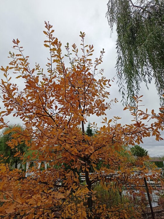 IMG20250927133457.jpg