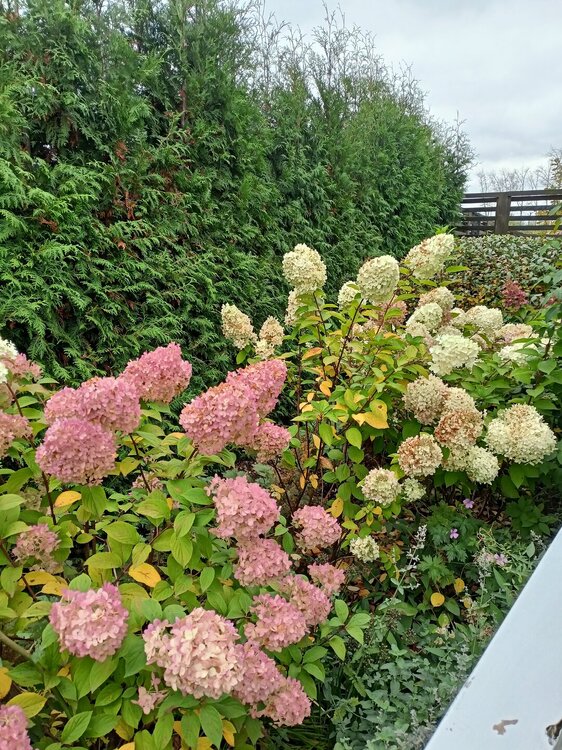 IMG20250927141327.jpg