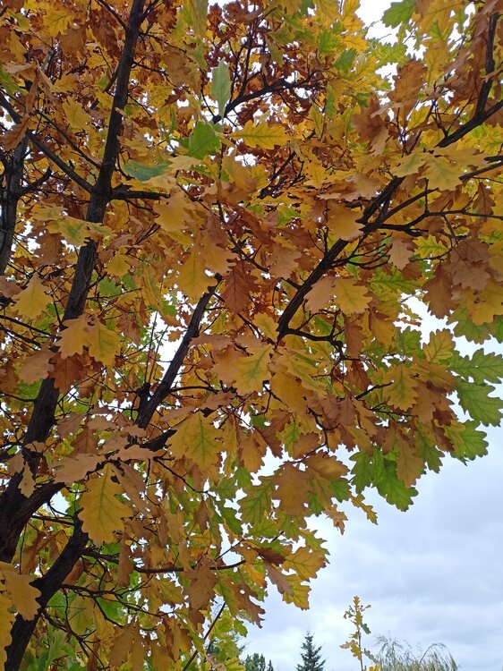 IMG20250927141446.jpg