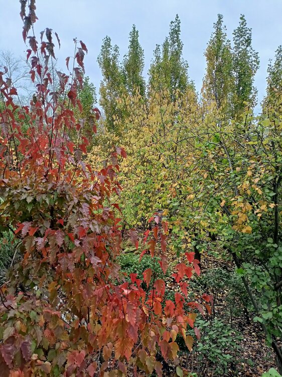 IMG20250927142710.jpg
