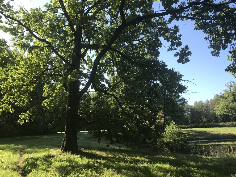 IMG_0916.jpeg