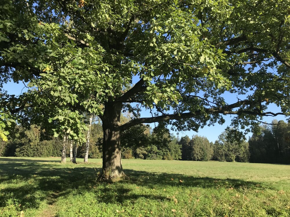 IMG_0998.jpeg