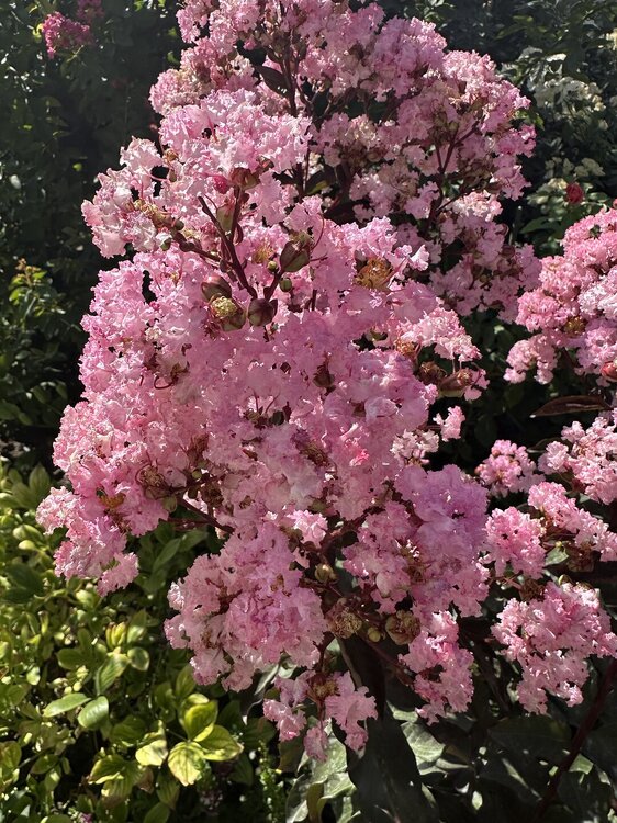 IMG_2343.jpeg