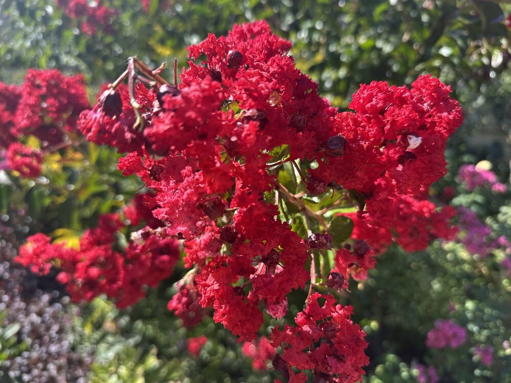 IMG_2349.jpeg