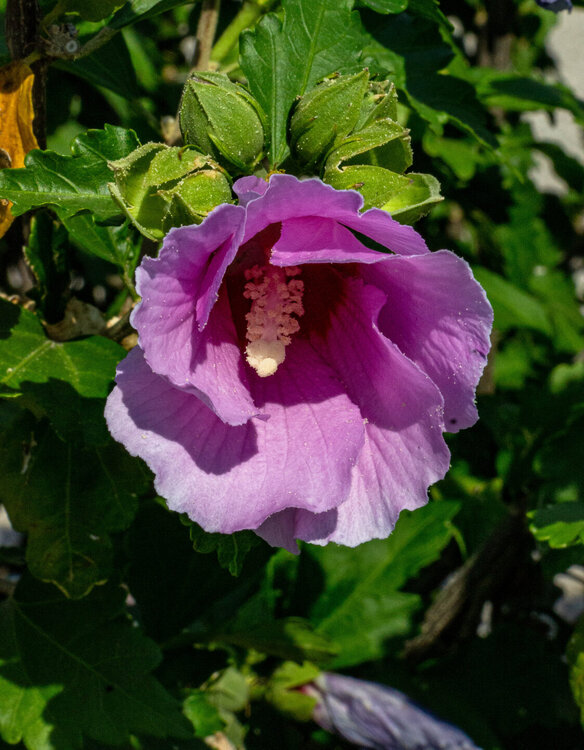 IMG_7976.jpg