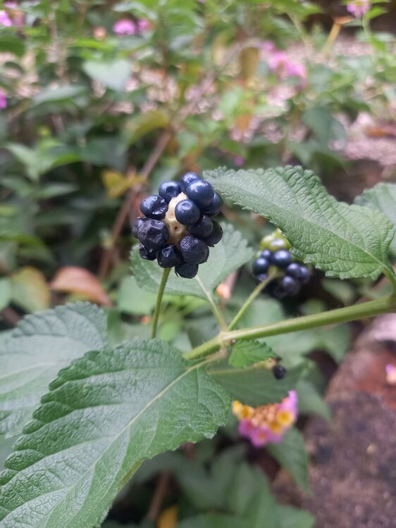 20251012_172931.jpg