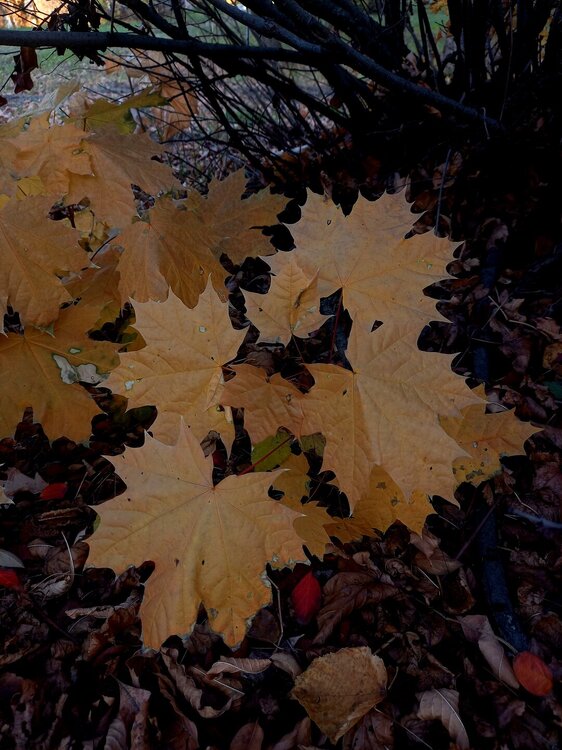 20251020_173136.jpg