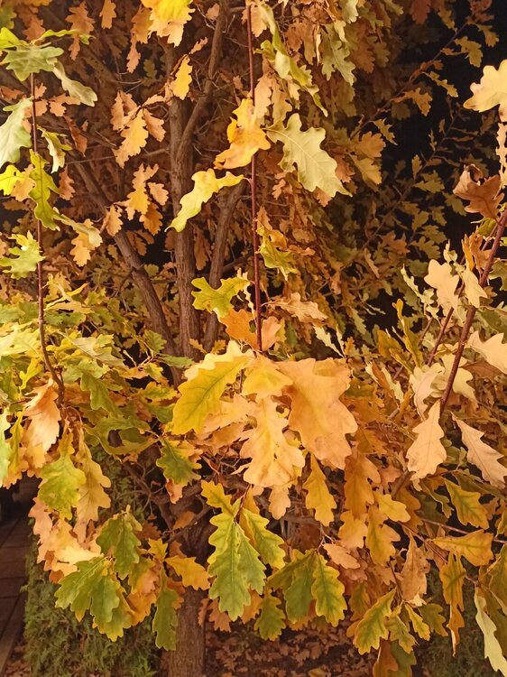 IMG20251001190427.jpg