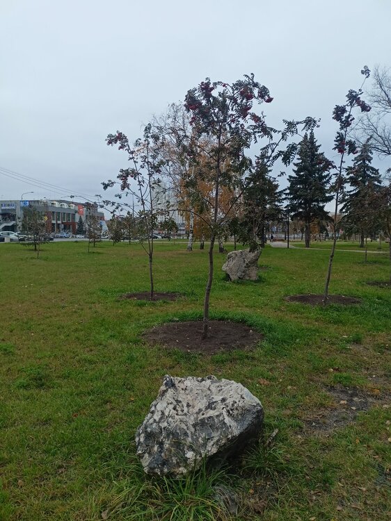 IMG20251011162905.jpg