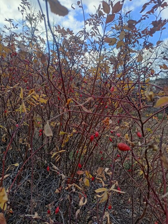 IMG20251020153635.jpg