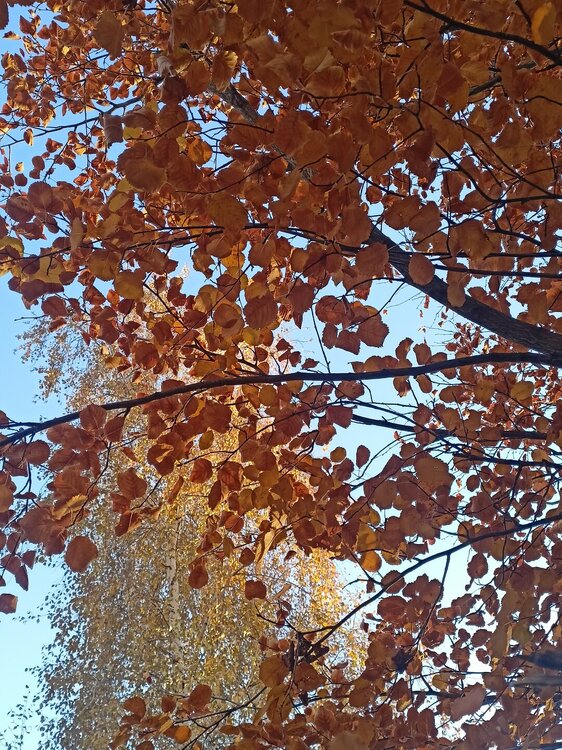 IMG20251020160341.jpg