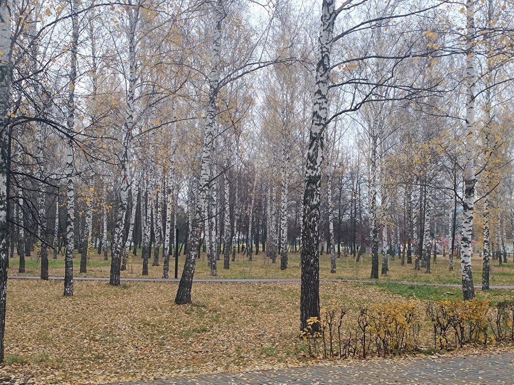 IMG_20251025_110837.jpg