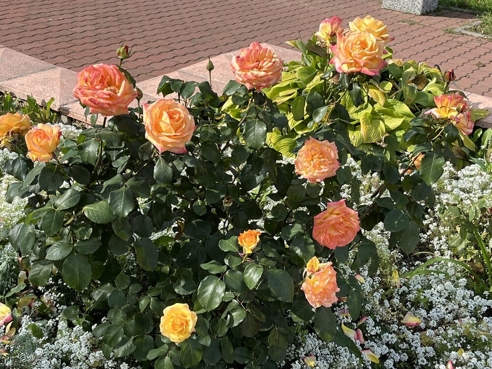 IMG_2872.JPEG