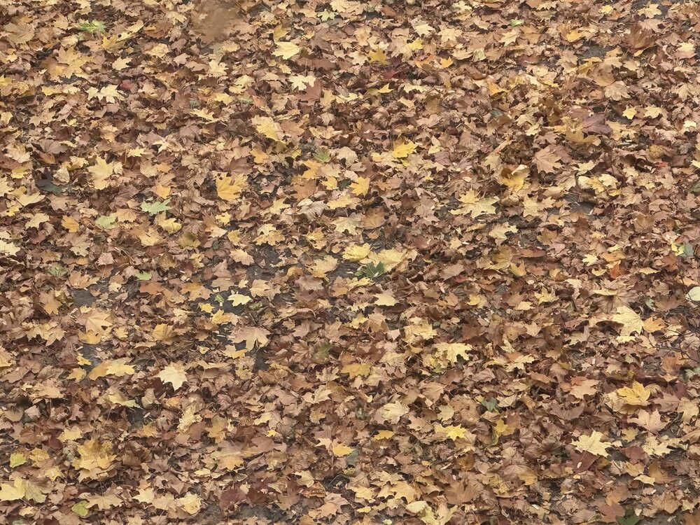 IMG_3669.jpeg