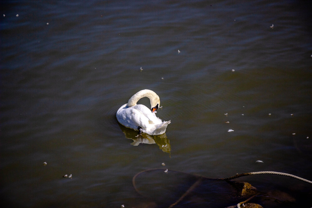 IMG_8110.jpg