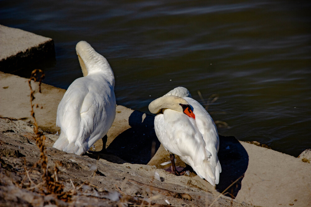 IMG_8121.jpg