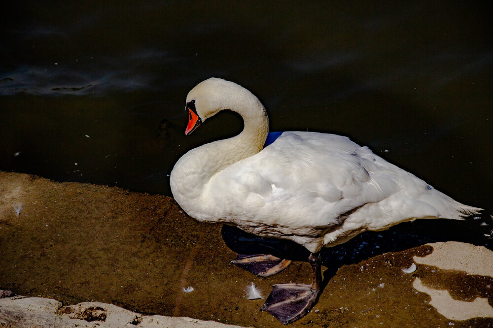 IMG_8124.jpg