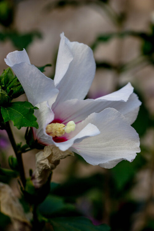 IMG_8645.jpg