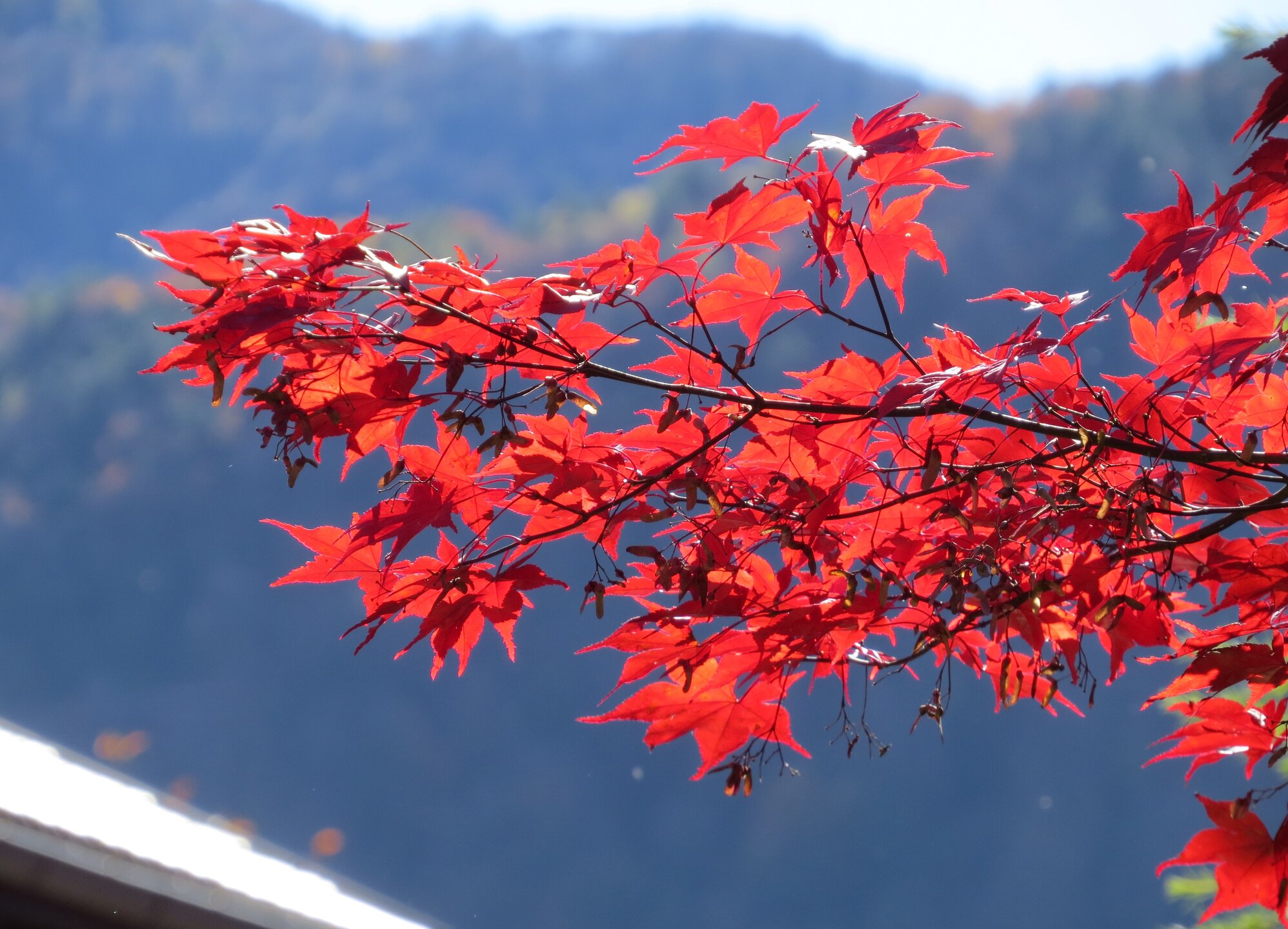 Краски и вкусы осеннего Пьемонта.
