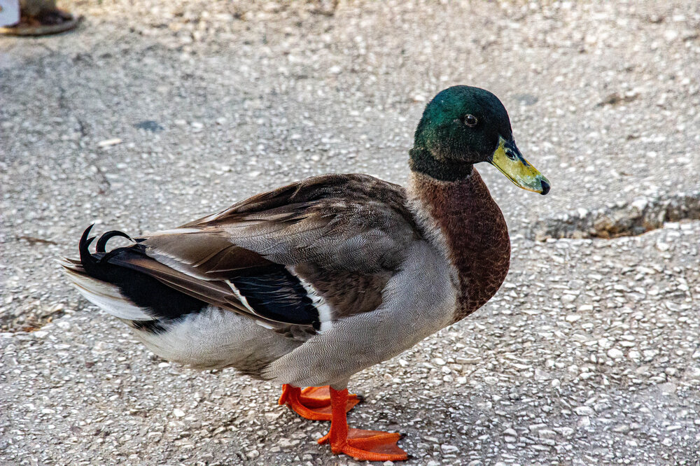 IMG_8113 — копия.jpg