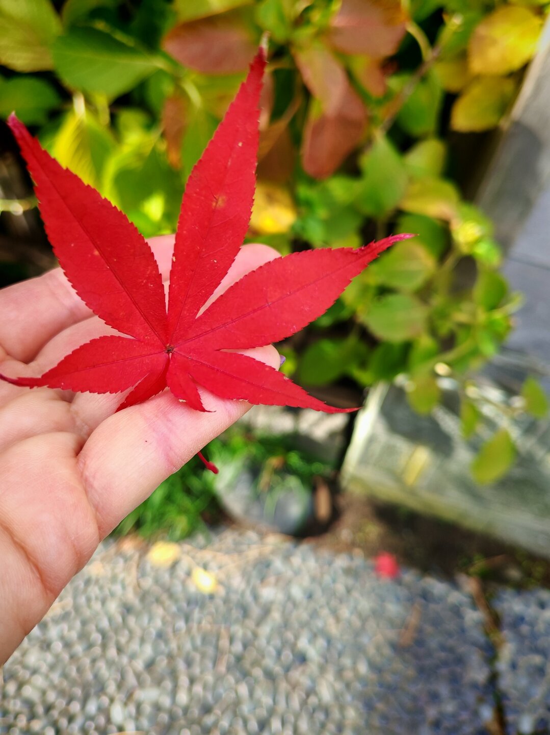 Сезон алых кленов, вся Япония. Тур 25M Avia с 22.11.25, сопровождающий Макевич Наталья.