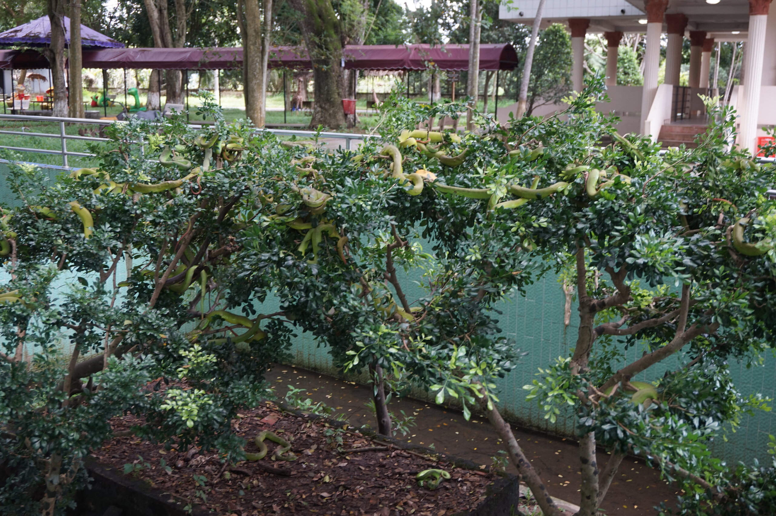 Удивительная Камбоджа, немного Вьетнама и Таиланда.