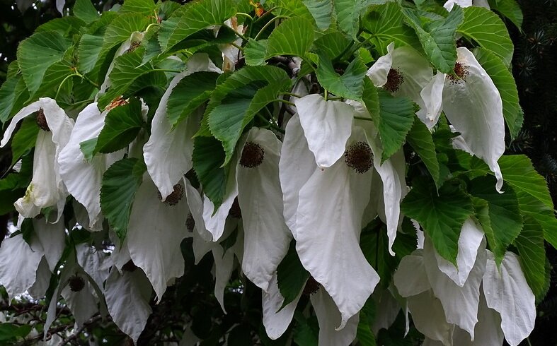 dsc02346-xl - kopiya.jpg