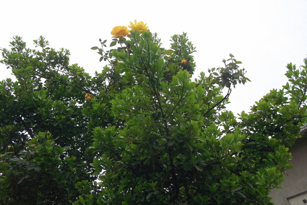 1-ТРАБЗОН-2023 867.JPG