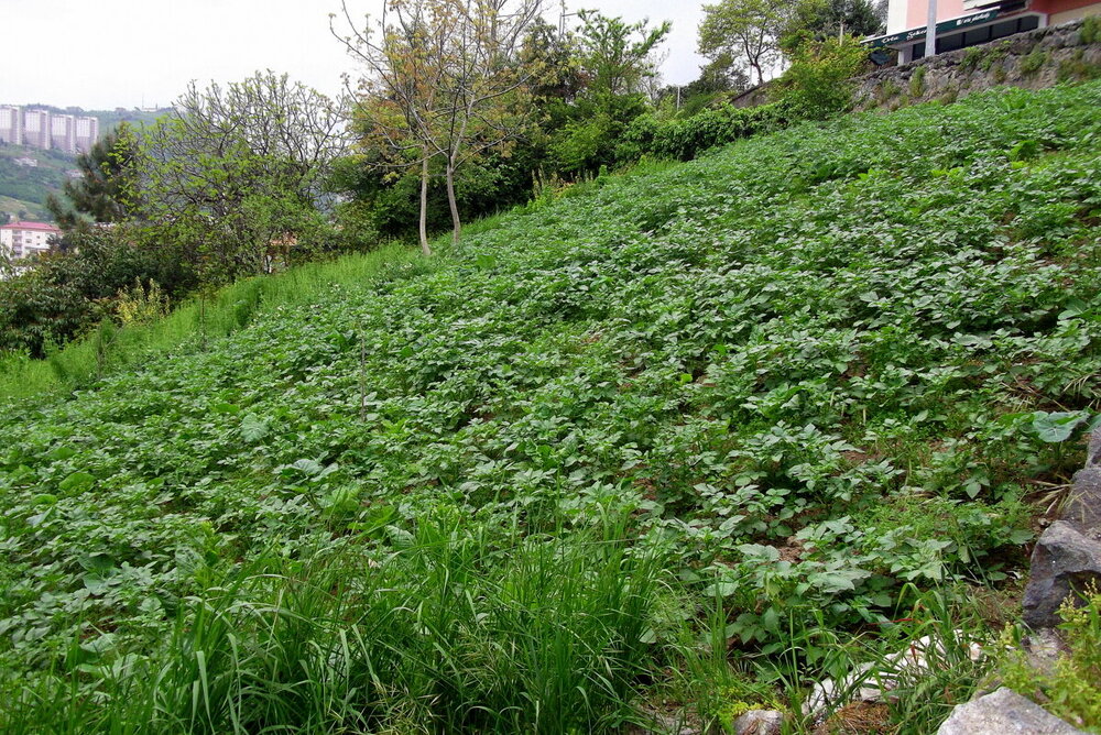 1-ТРАБЗОН-2023 871.JPG