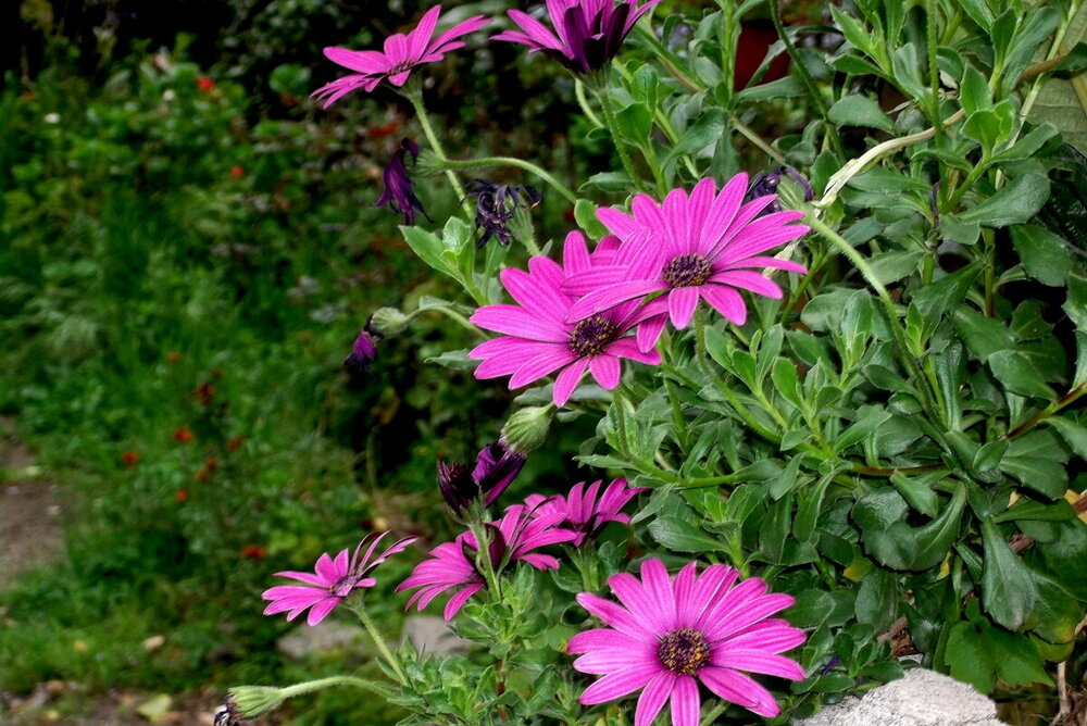 1-ТРАБЗОН-2023 876.JPG