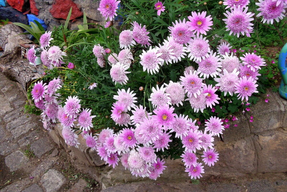 1-ТРАБЗОН-2023 908.JPG