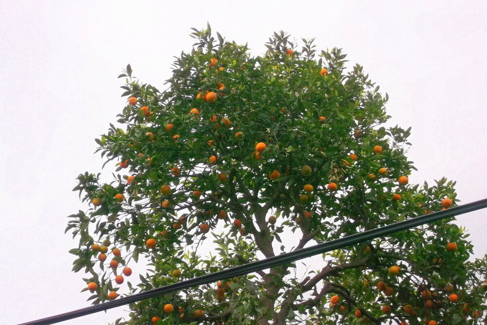 1-ТРАБЗОН-2023 946.JPG