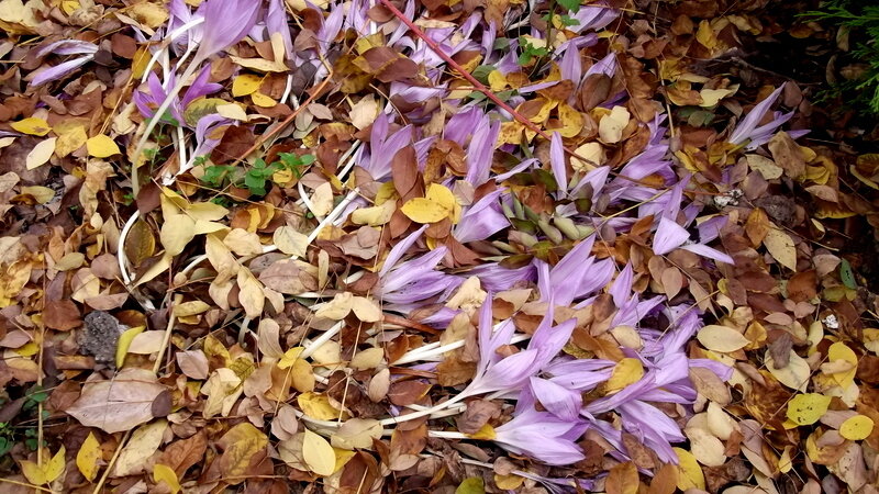 1-Курортная осень.Теплице 1315.JPG